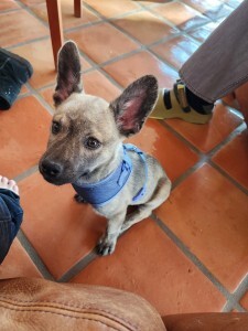 arby-samspup-3months