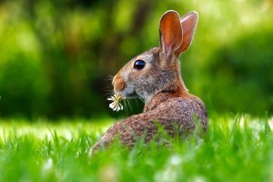 Bunny rabbit | pixabay | Origins of Easter