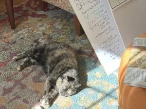 A tortoiseshell cat lying on a rug in the sun,with the edge of whiteboard with writing nearby
