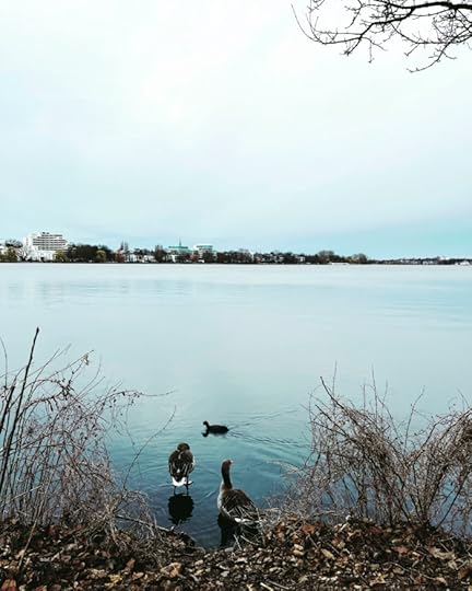 Blick über die graublaue Alster von St. Georg aus, im Vordergund zwei Gänse und ein Blesshuhn. Noch kahle Zweige ragen ins Bild.