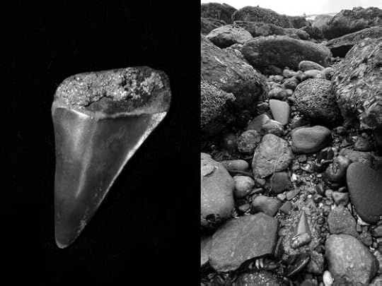 The value of sharks: ghosts of the past, present and future