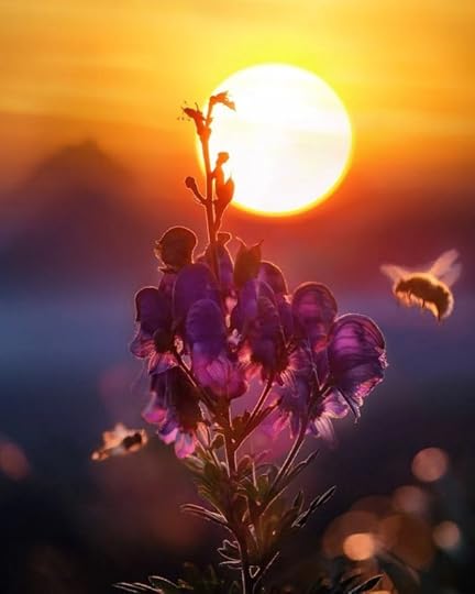 Purple Flowers in Bloom by Simon Berger