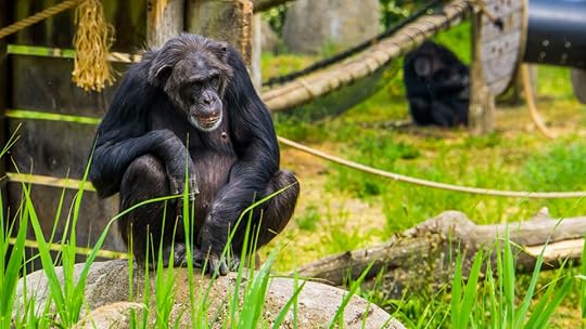 western chimpanzee