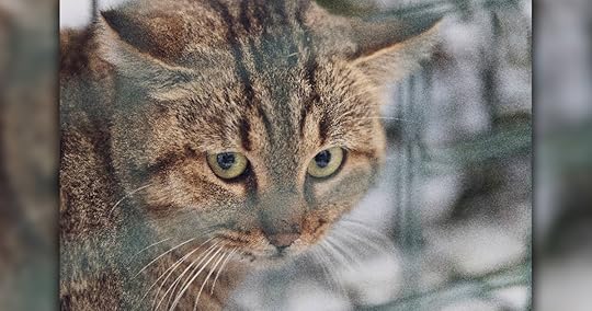 Close-up on the face of a fox-cat