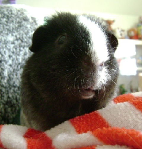 Rachel E Smith guinea pig Ozymandias