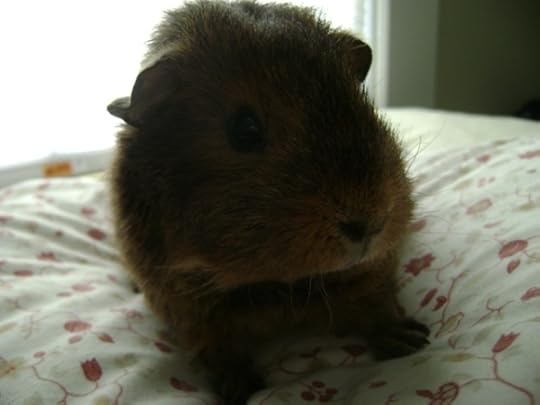 Rachel E Smith guinea pig Twiglet