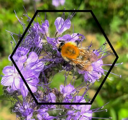 photo of a bee feeding on violet colored flowers, the bee is framed in a hexagon