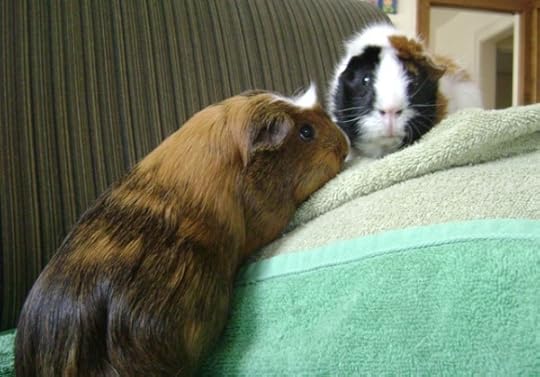 Rachel E Smith guinea pigs Peregrine and Horace