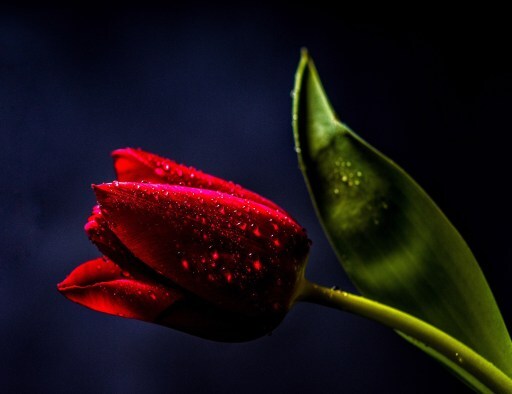 Pixabay image