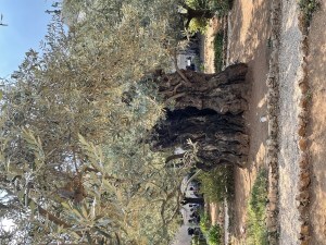 Olive tree in garden of Gethsemane