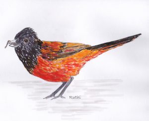 In an ADHD moment in school, my attention was caught by this funny bird.