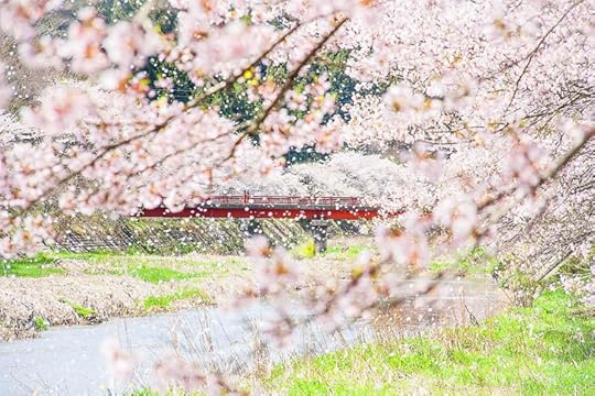 Hanami: Picnic Under the Sakura - Fukushima Travel