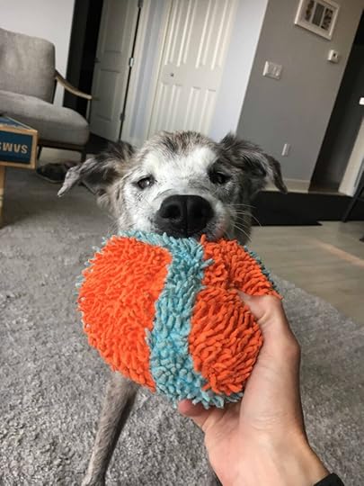 find out what makes your dog happy