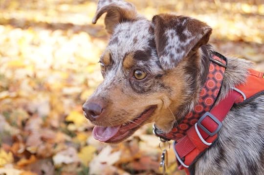 find out what makes your dog happy