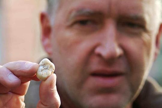 Molar of Giganthopithecus. Credit: Gerbil Via