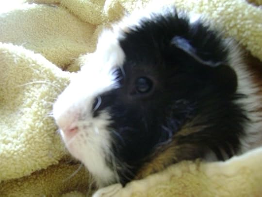 Rachel E Smith guinea pig Mortemer