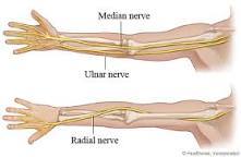 Image of Nerves in hand and arm