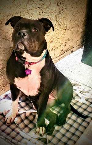 Mya is an American Bully service dog who, in early November, was stolen from the dog park of a North Phoenix apartment complex.