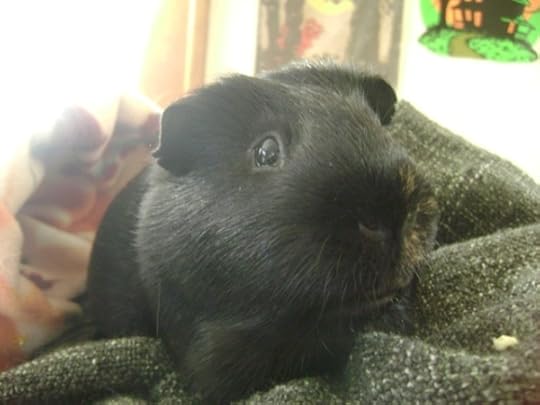 Rachel E Smith guinea pig Salem