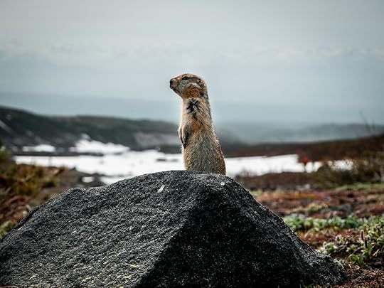 Live Arctic ground squirrel standing on top of a rock