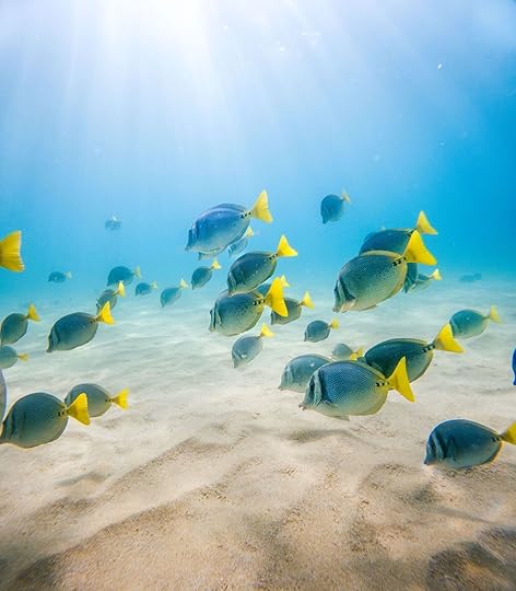 fish in sea of cortez