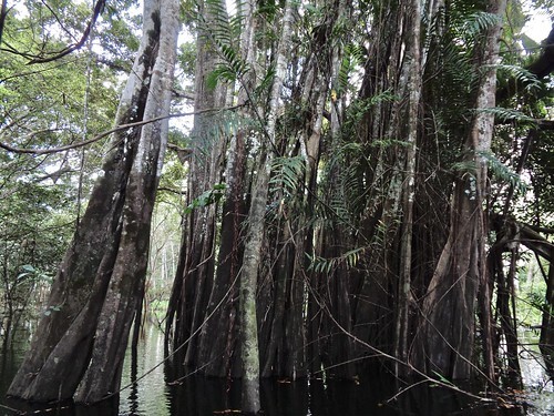 renaco, lagos yahuarcaca