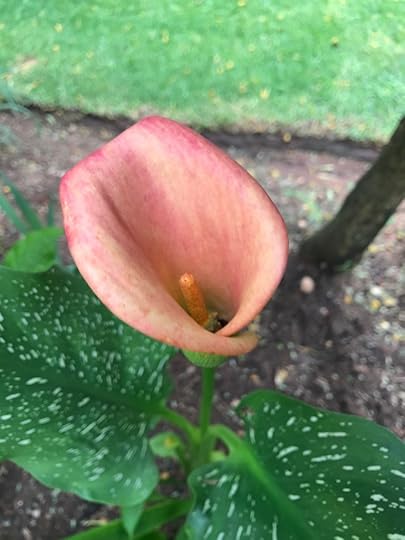 Pale pink arum lily