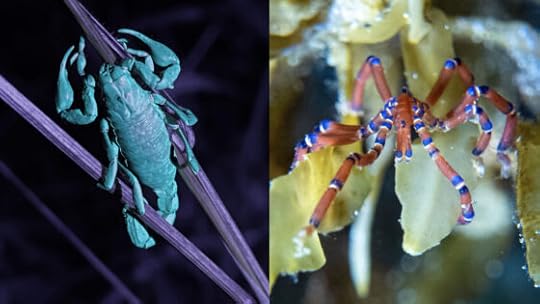 How to see Melbourne’s sea spiders and glowing scorpions