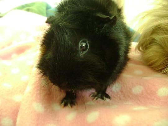 Rachel E Smith guinea pig Merricat