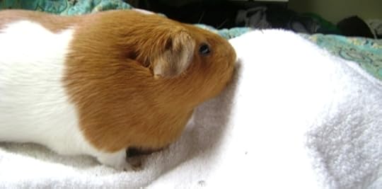 Rachel E Smith guinea pig Pickles