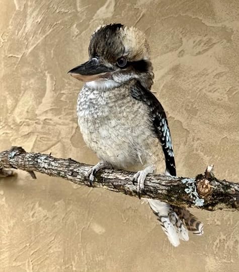 Silas the laughing kookaburra.