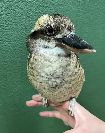 Silas the laughing kookaburra.