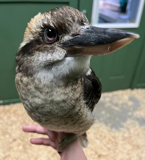 Silas the laughing kookaburra.