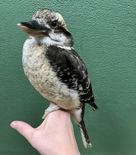 Silas the laughing kookaburra.