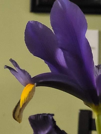 Purple Iris that looks like Jar Jar Binks from Star Wars Phantom Menace - photo by Steph Calvert Art