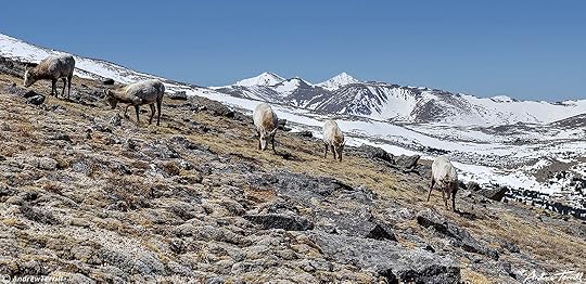 bighorn sheep females grazing on wild mountain slope colorado rockies april 11 2023