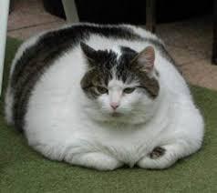 Create meme "photo of fat cat, very fat cat, fat cat" - Pictures - Meme-arsenal.com