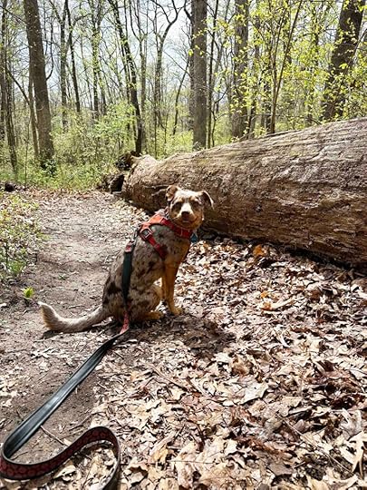 Sunny at Bicentennial Woods