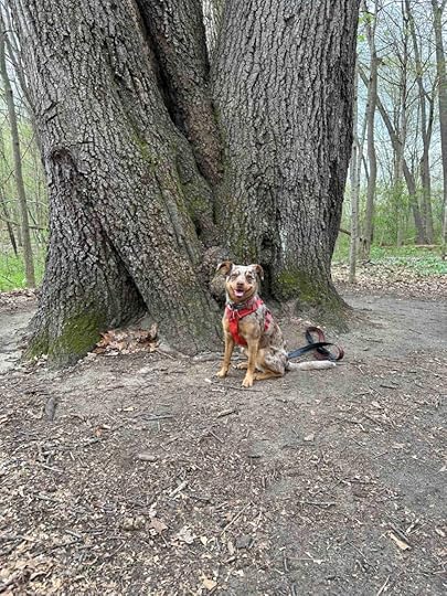 Sunny and a cool tree at Bicentennial Woods