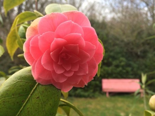 fairytale fun in the pink garden