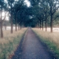Haiku: pad door het bos