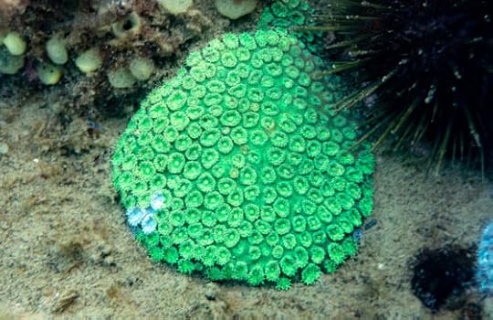 Melbourne’s coral reefs. The best are under threat