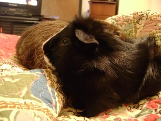 Rachel E Smith guinea pigs Pammy and Thaddeus