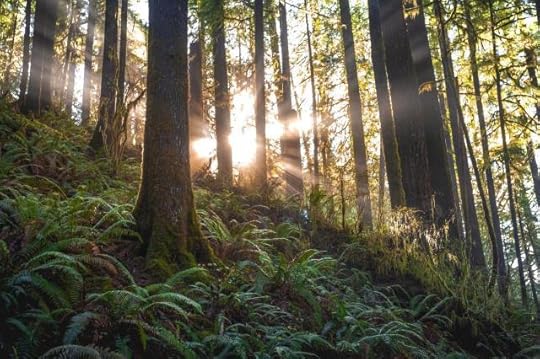 Forest With Sunlight by Jacob Colvin