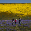 California's wet and destructive winter has an upside. You will want to see it