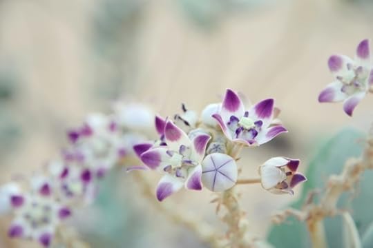 Bloom5