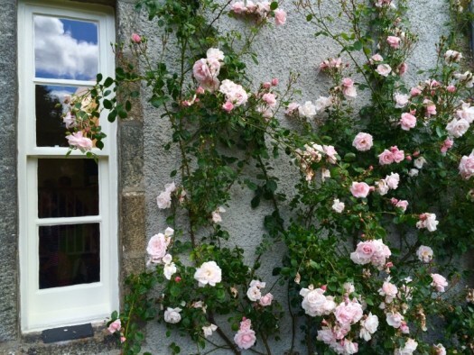 Roses and a window at Leith Hall in Aberdeenshire. Dule Tree post.
