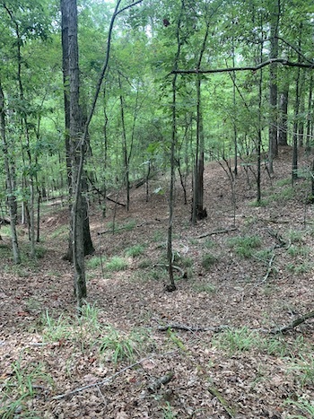 Woods