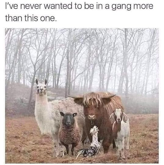 motley crew of animals including a llama, a fierce looking cow, a sheep, goat, and plumed chicken