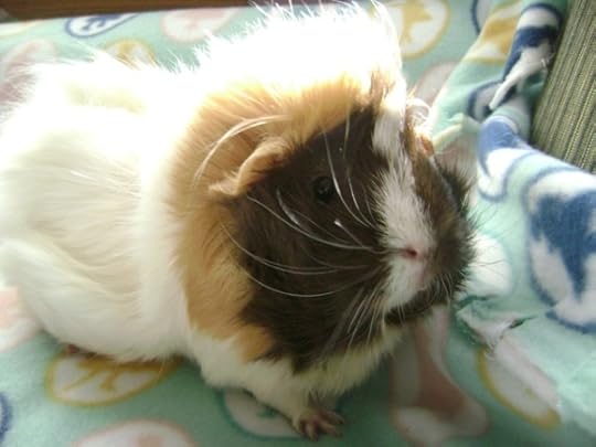 Rachel E Smith guinea pig Snuffy
